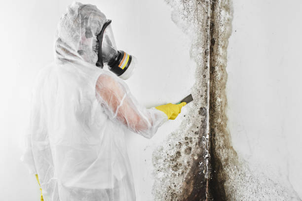 Best Commercial Mold Removal  in Hutchison, VA