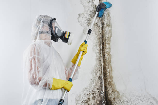 Best Professional Mold Removal  in Hutchison, VA