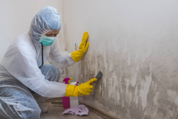 Best Mold Damage Repair  in Hutchison, VA