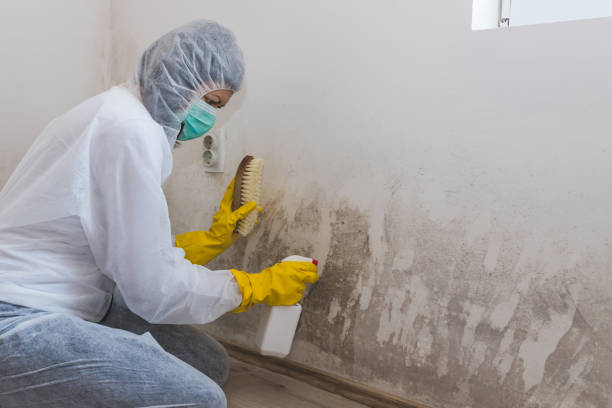 Best Best Mold Removal Companies  in Hutchison, VA