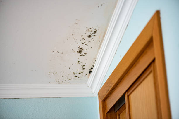 Best Office Mold Removal Services  in Hutchison, VA