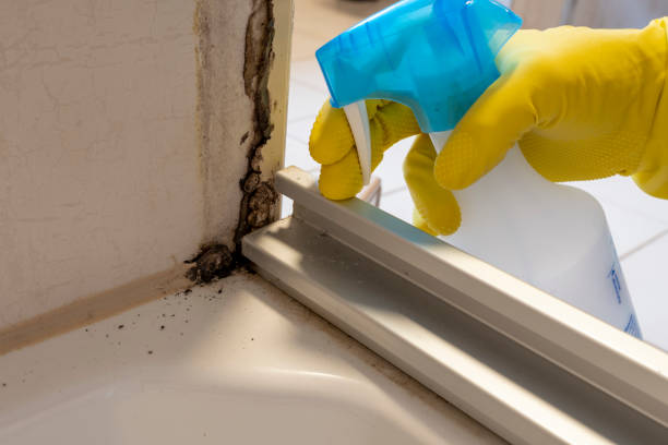 Best Attic Mold Removal  in Hutchison, VA
