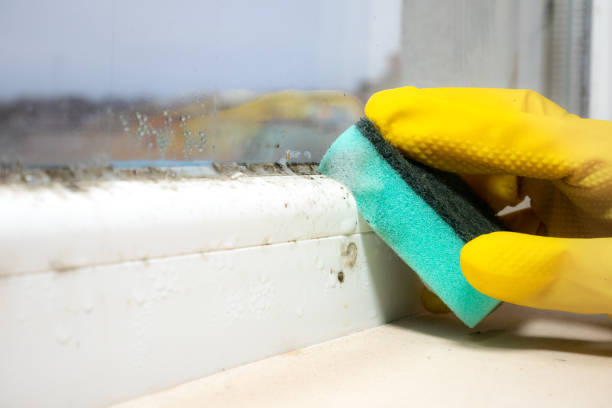 Hutchison, VA Mold Removal Company