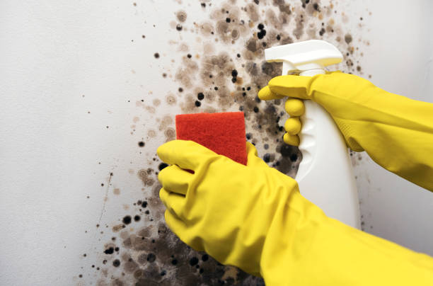 Best Emergency Mold Removal  in Hutchison, VA