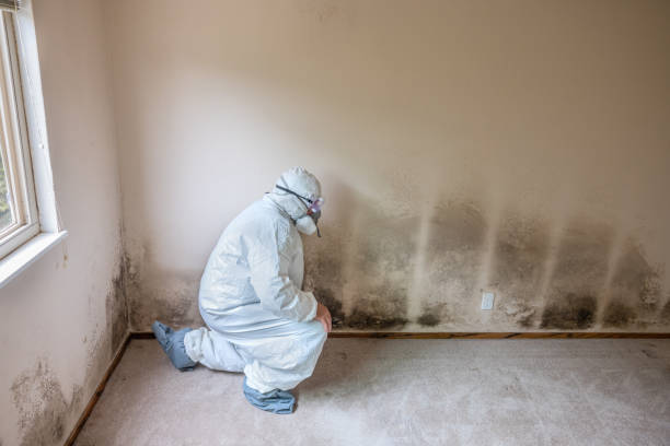 Attic Mold Removal in Hutchison, VA