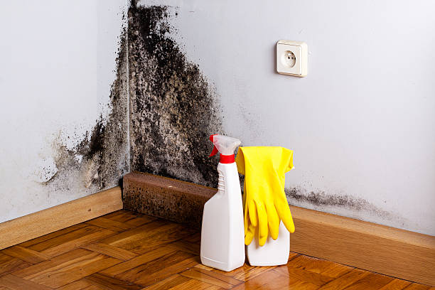 Best Toxic Mold Removal  in Hutchison, VA