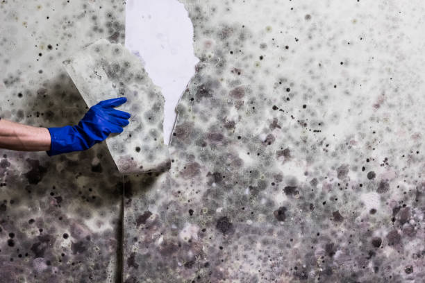 Best Certified Mold Removal  in Hutchison, VA
