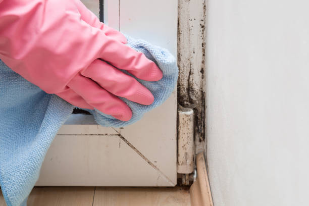 Best Mold Testing  in Hutchison, VA