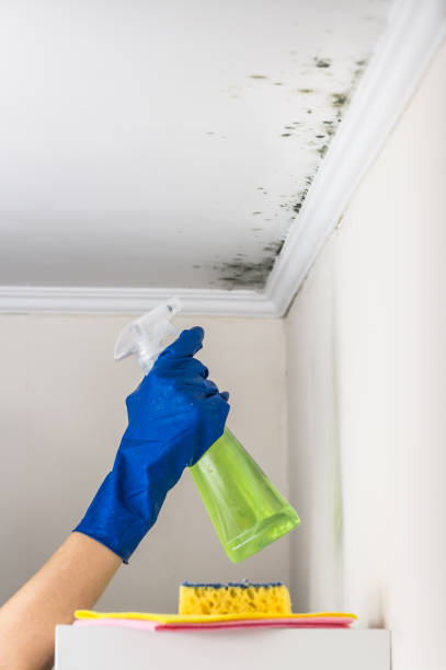 Best Mold Testing  in Hutchison, VA