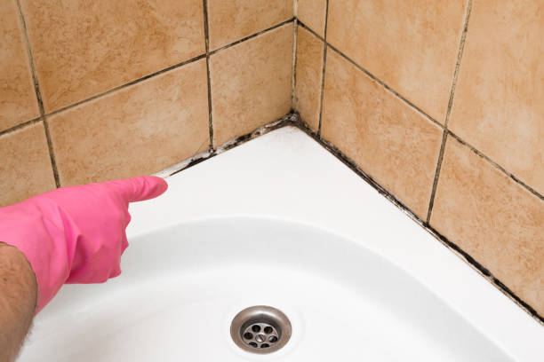 Best Professional Mold Removal  in Hutchison, VA